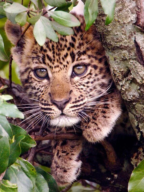 Красивые животные фото trees-stars-seas: l-unaspirit: Cute Leopard Cub!! by Sette Rocco Animals beautif