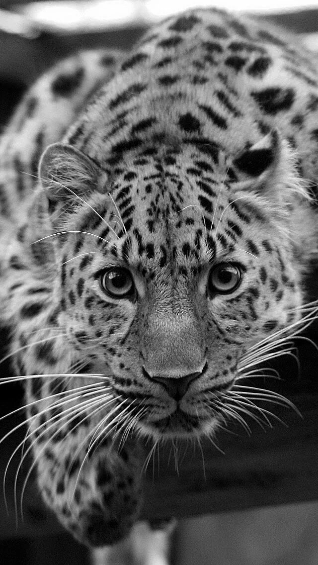 Красивые животные фото скачать Épinglé par Kitty White sur animals Animaux sauvages, Animaux, Photo animaux