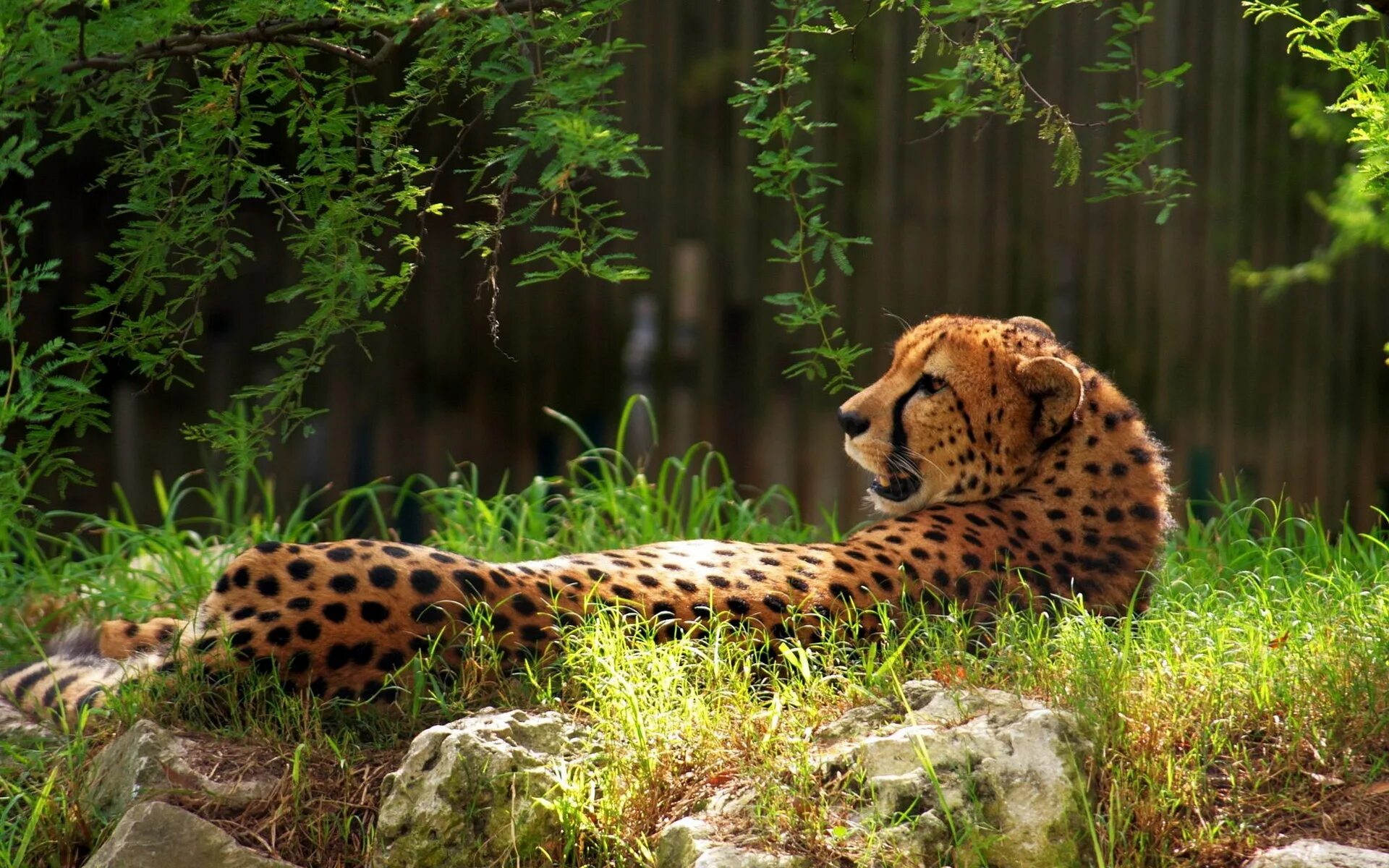 Красивые животные фото скачать Cheetah in the Grass Desktop wallpapers 1024x600