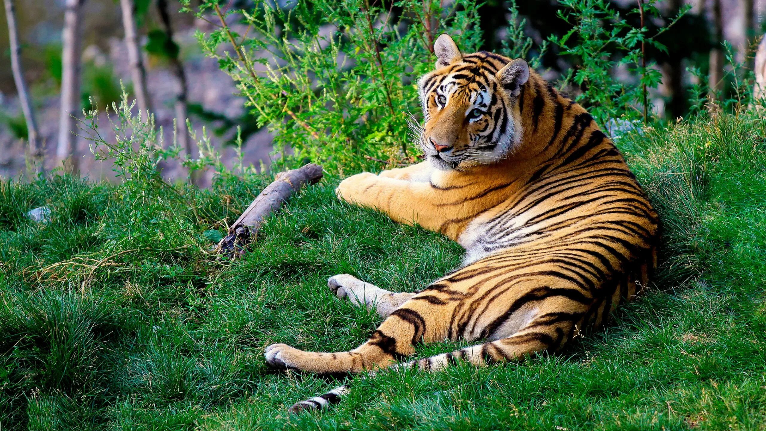Красивые животные фото скачать 2560 x 1440 wallpaper - Pesquisa Google Tiger pictures, Myrtle beach attractions
