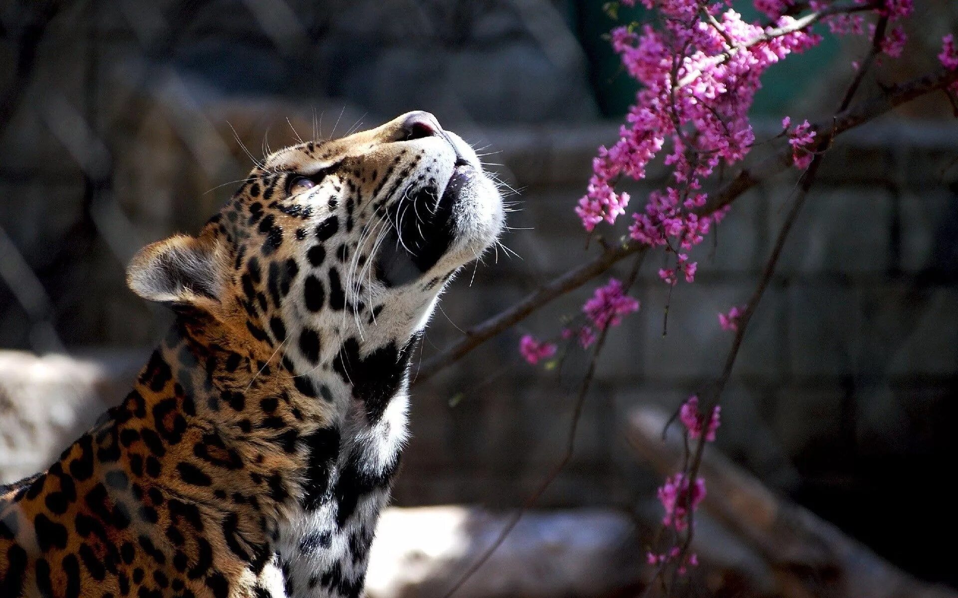 Красивые животные фото скачать computer wallpaper for leopard - leopard category Wild cats, Cat wallpaper, Cats