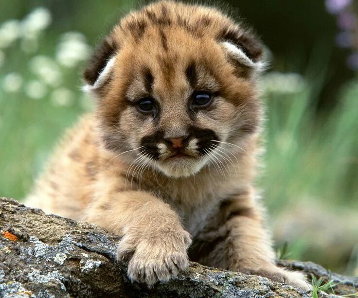 Красивые животные фото скачать Baby Mountain Lion Cute baby animals, Cute animals, Funny animals