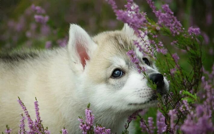 Красивые животные фото скачать Download wallpapers Husky, lavender, pets, puppy, close-up, cute animals, Siberi