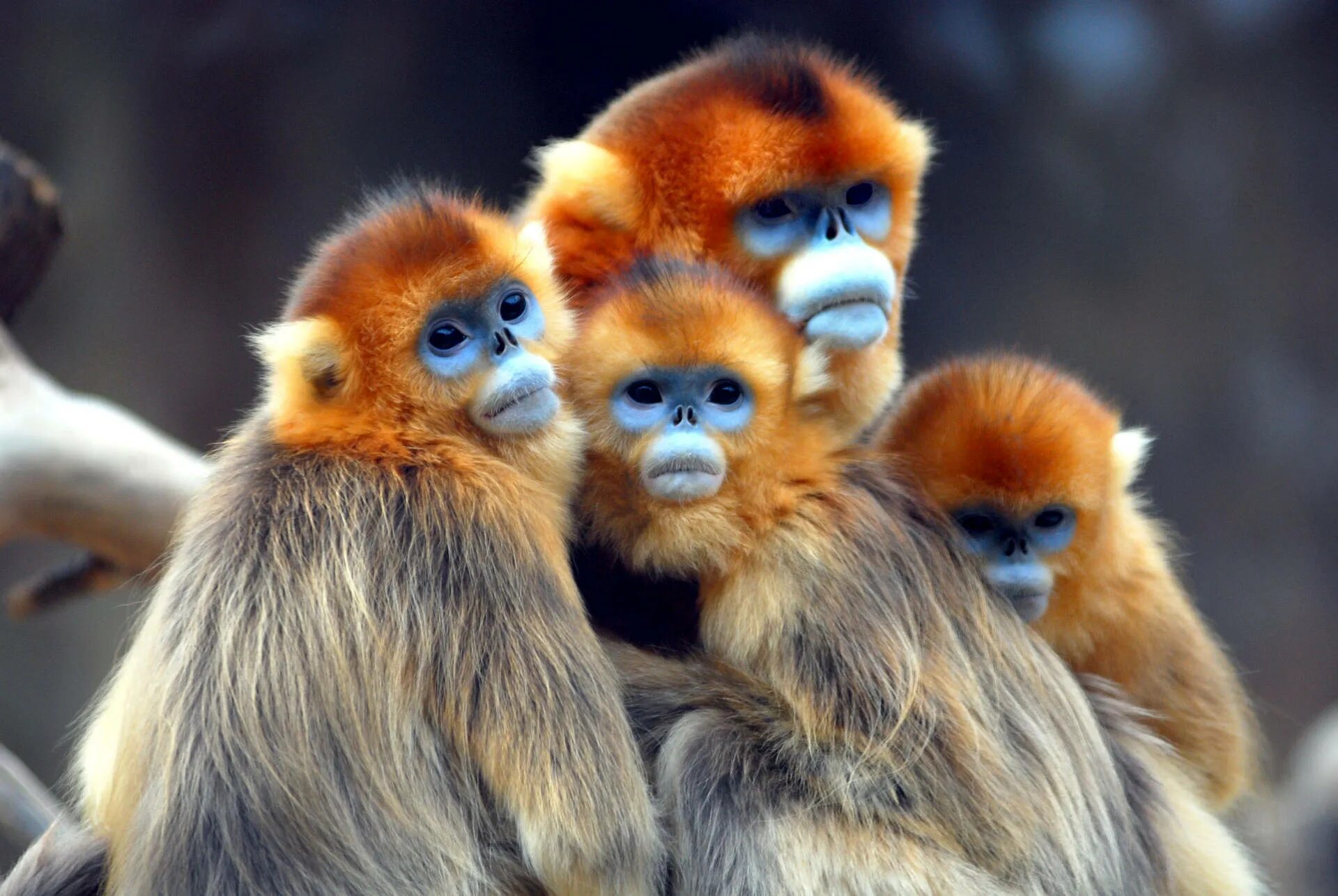 Красивые животные мира картинки Download Golden Snub Nosed Monkeys Wallpaper Wallpapers.com