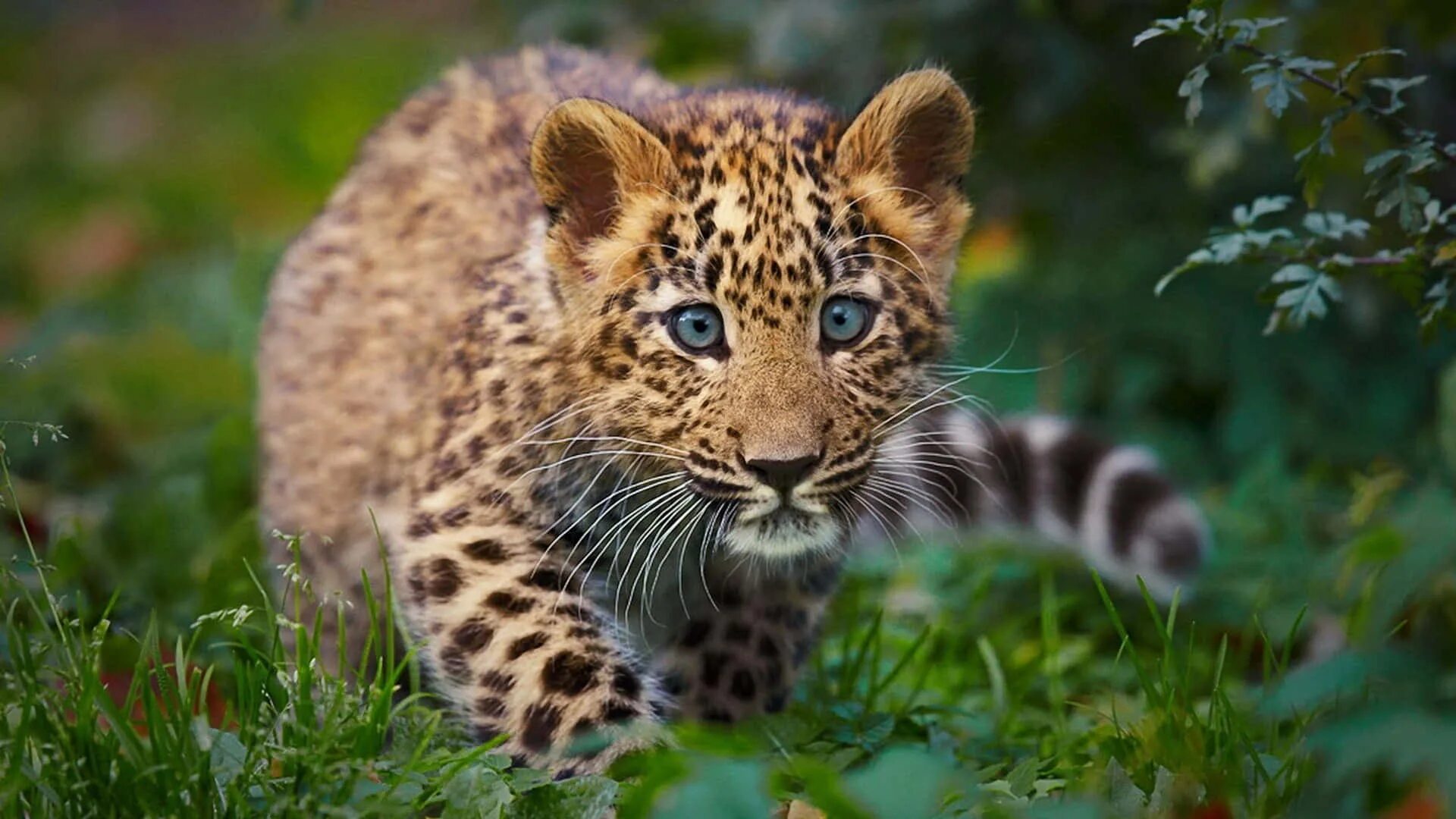 Красивые животные мира картинки Download A Leopard Cub Walking Through The Grass Wallpaper Wallpapers.com