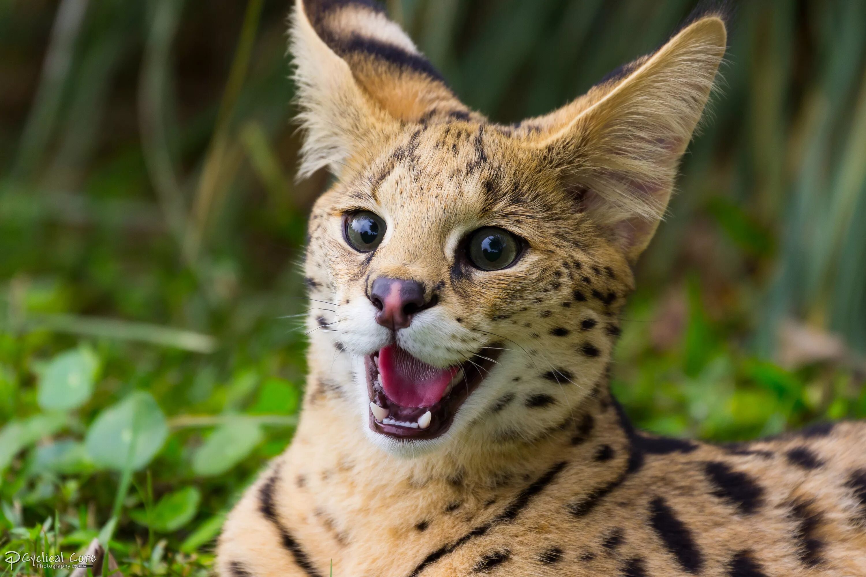 Красивые животные мира картинки Crazy cat by LordMajestros on DeviantArt Exotic cat breeds, Kitten breeds, Exoti