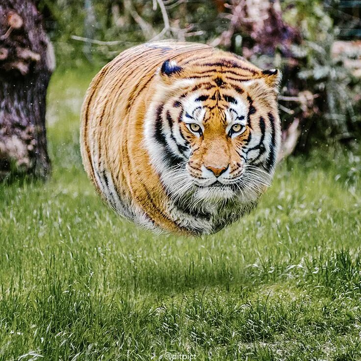 Красивые животные мира картинки Artist Transforms the Shape of Various Animals Into Floating Ball Creatures Gati