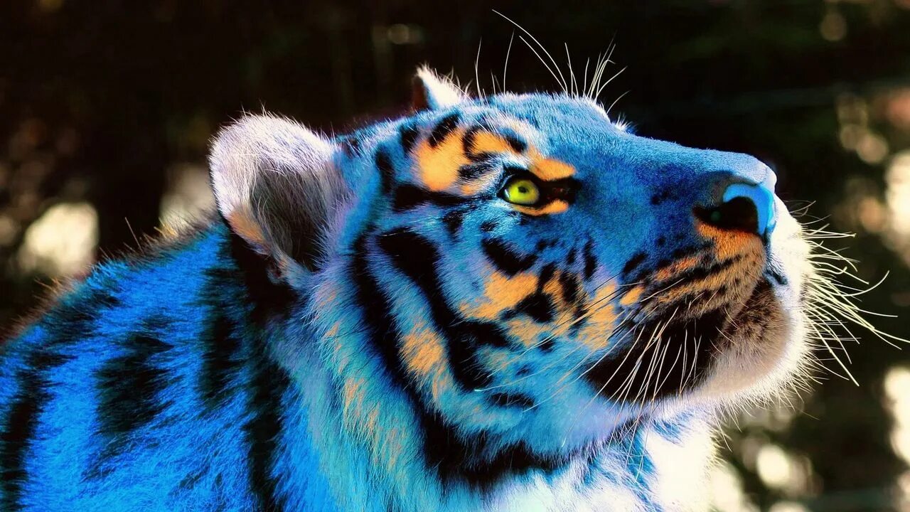 Красивые животные цветные красивые картинки Wallpaper tiger, light, neon, lights, view hd, picture, image