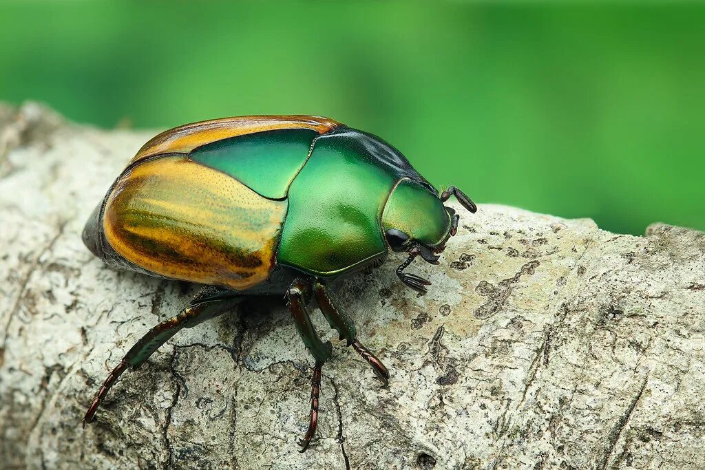 Красивые жуки фото с названиями Macraspis festiva (Melolonthidae, Rutelinae) Empilhamento . Flickr