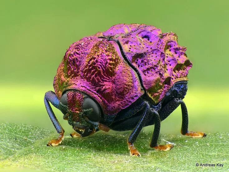 Красивые жуки фото с названиями Tiny shiny beetle, Chlamisus sp., Chrysomelidae, Cryptocephalinae Weird insects,