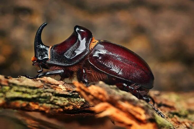 Красивые жуки фото с названиями 10 Different Types of Beetles (With images) Animal photography, Amazing macro ph