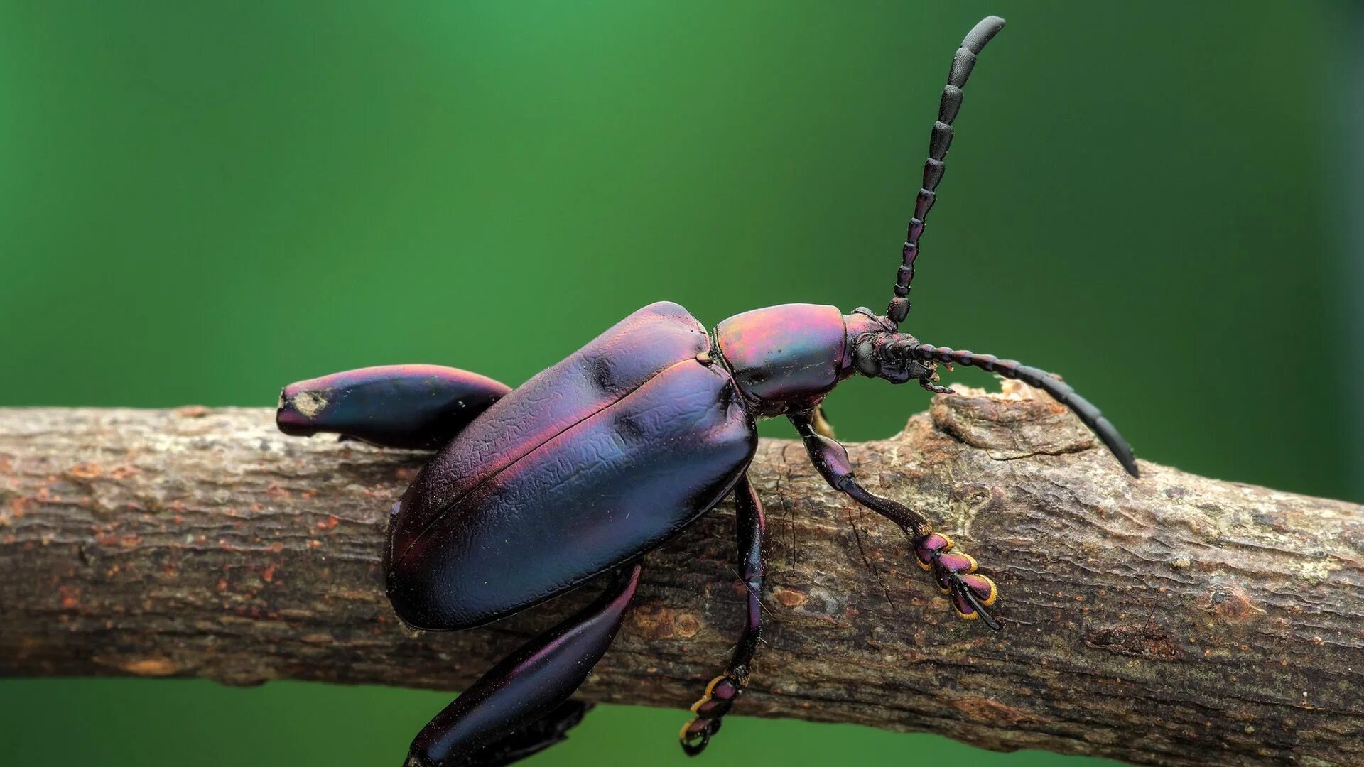 Красивые жуки фото с названиями Beetle *07