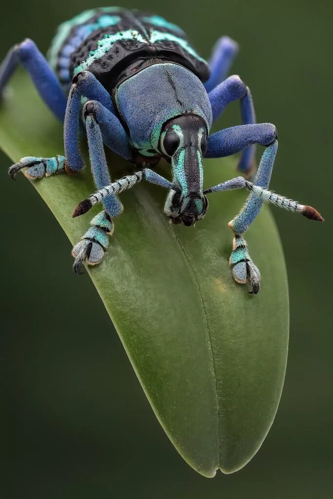 Красивые жуки фото с названиями Praying Mantis: Magnificus