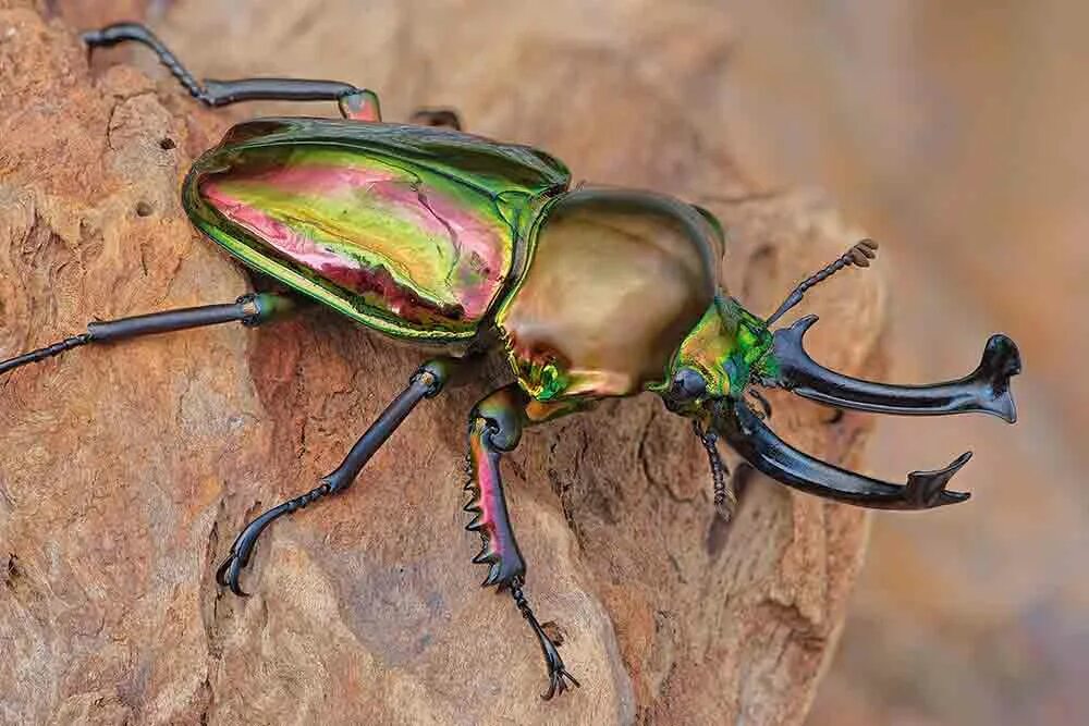 Красивые жуки фото с названиями Gallery: Tiny creatures as you've never seen before - Australian Geographic