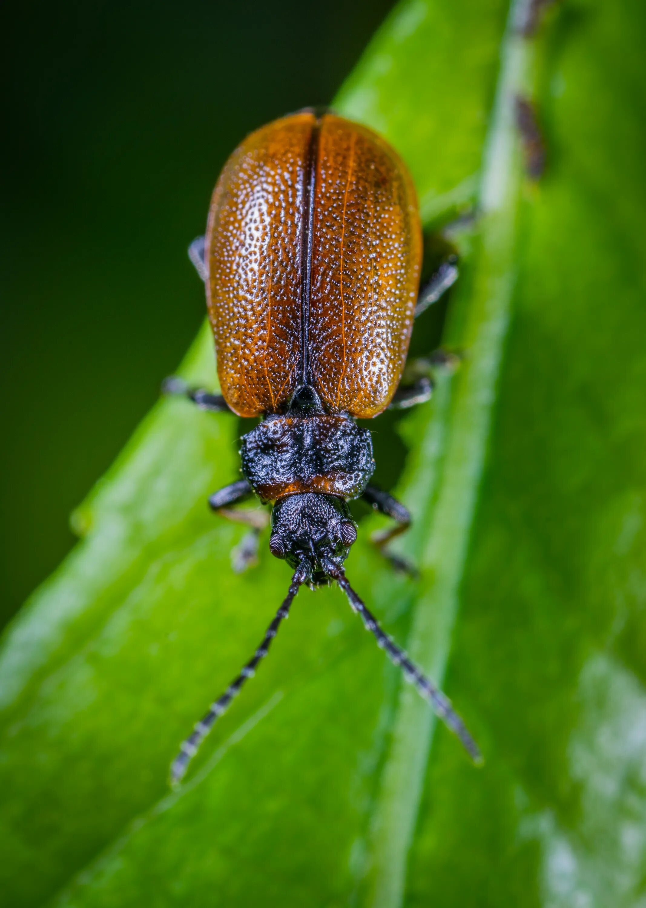 Красивые жуки фото с названиями Free Images : insect, invertebrate, leaf beetle, macro photography, close up, pe