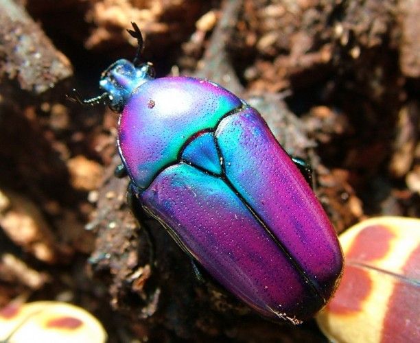 Красивые жуки фото с названиями 5 of the Most Beautiful Bugs on the Planet Featured Creature Beautiful bugs, Bug