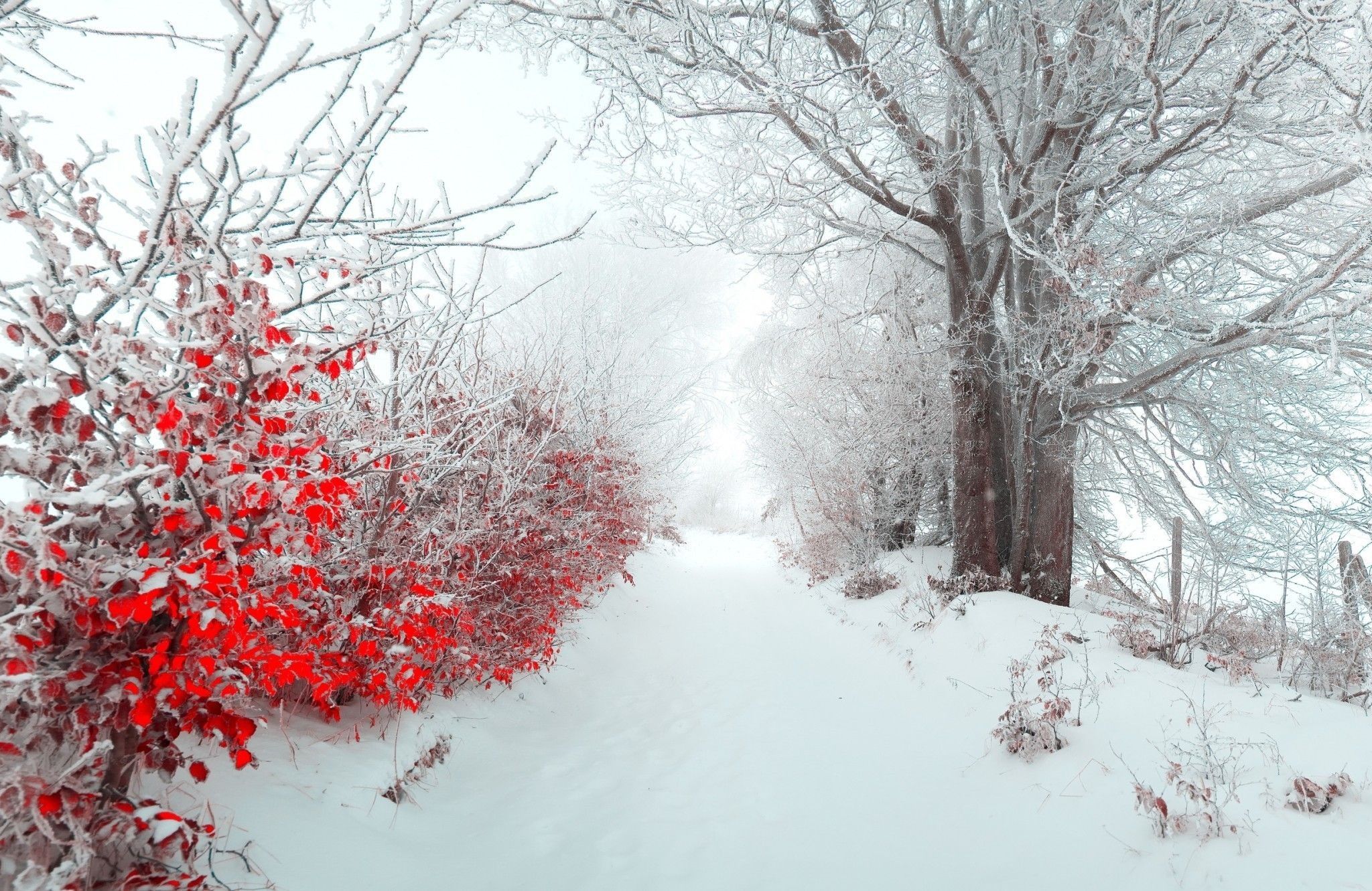 Красивые зимние фото Pin by Irina Koslow on Времена года Winter wallpaper, Snow pictures, New nature 