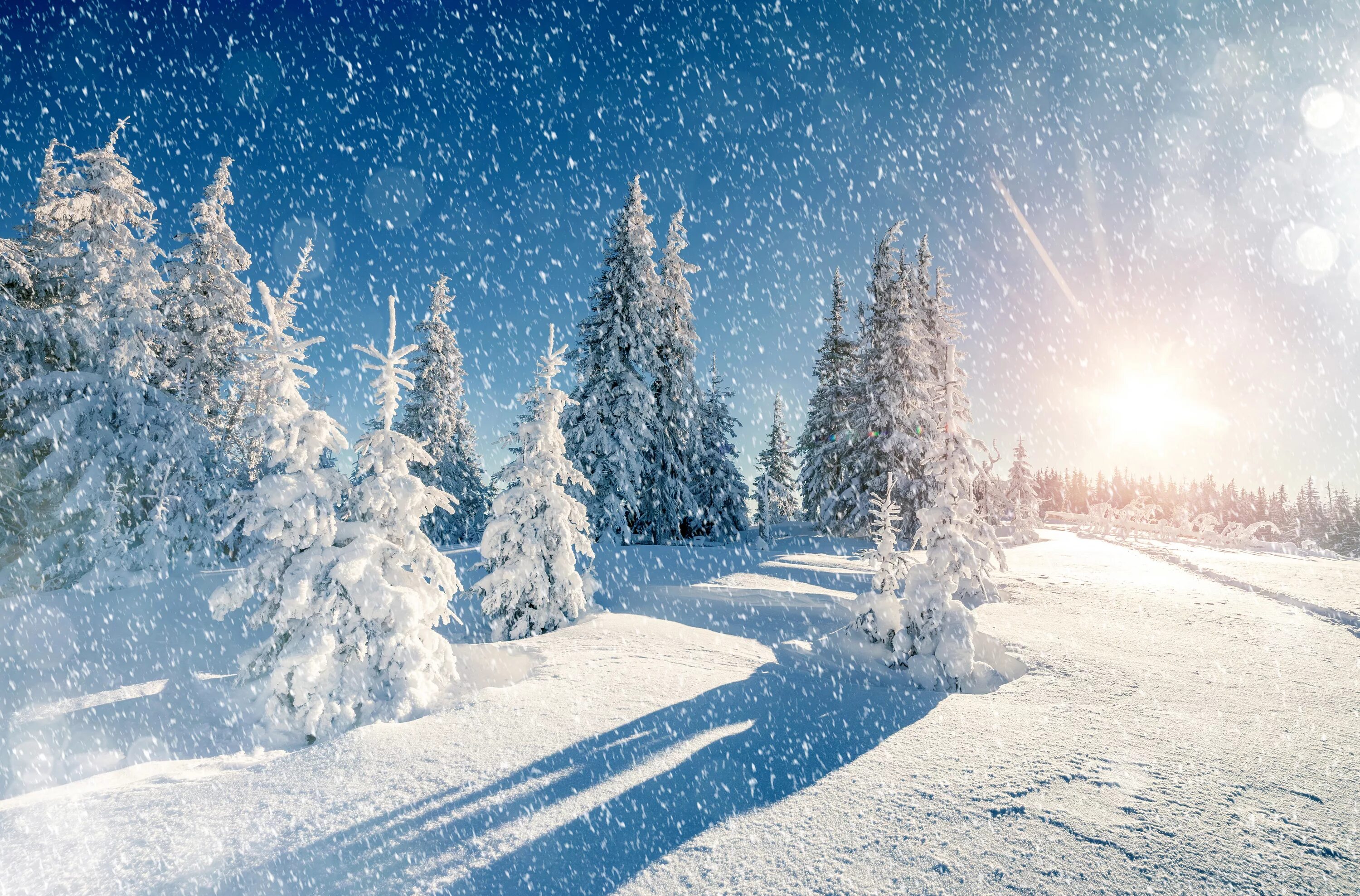 Красивые зимние фото природы Winter Trees Snow Season Wallpaper, HD Nature 4K Wallpapers, Images and Backgrou