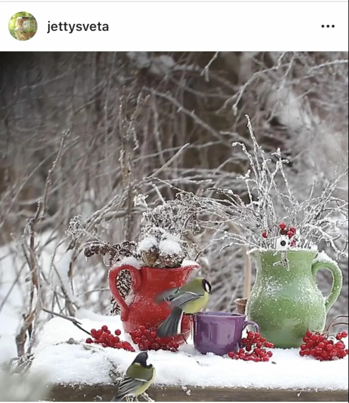 Красивые зимние картинки хороший день Pin on FMP UEL Flower decorations, Beautiful birds, Amazing nature