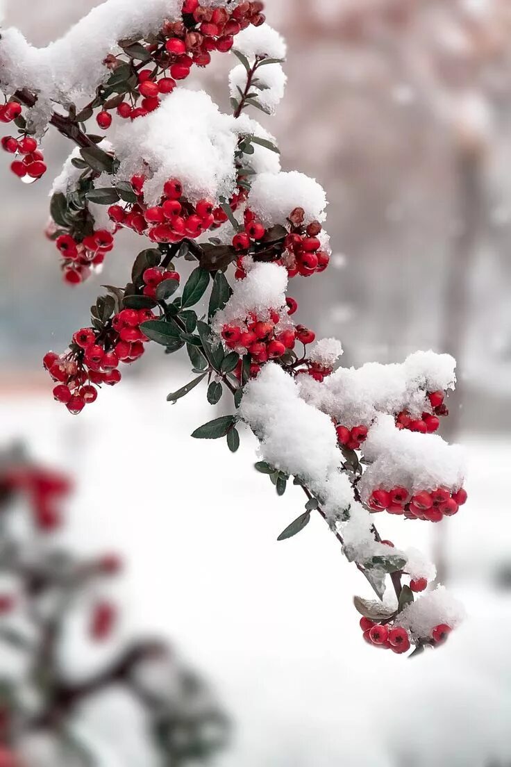 Красивые зимние картинки хороший день I like Pictures : Photo Winter photography, Winter pictures, Winter scenery