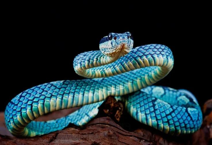 Красивые змеи фото Image result for Ceylon Palm Viper female Beautiful snakes, Viper snake, Snake a
