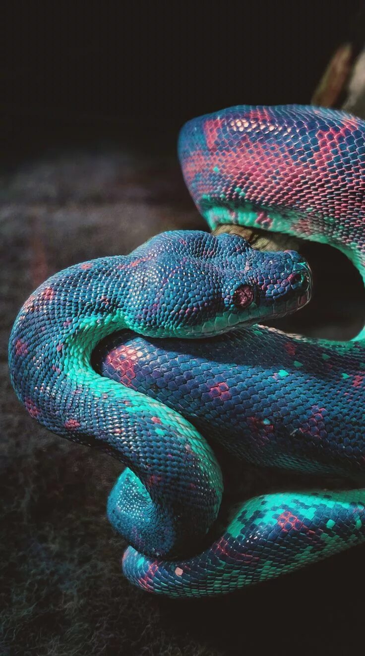 Красивые змеи фото Snake (Infrared Edit) by Thomas Hafeneth Snake wallpaper, Cute snake, Pretty sna