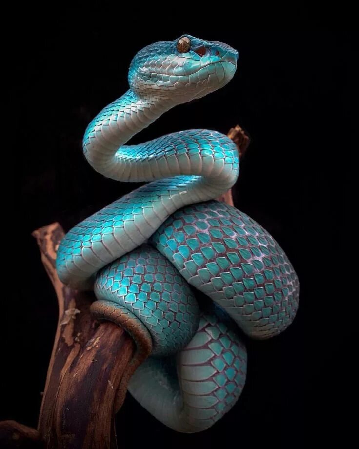 Красивые змеи фото Pin by Olga Pechnikova on Animals Colorful snakes, Snake photos, Pet snake
