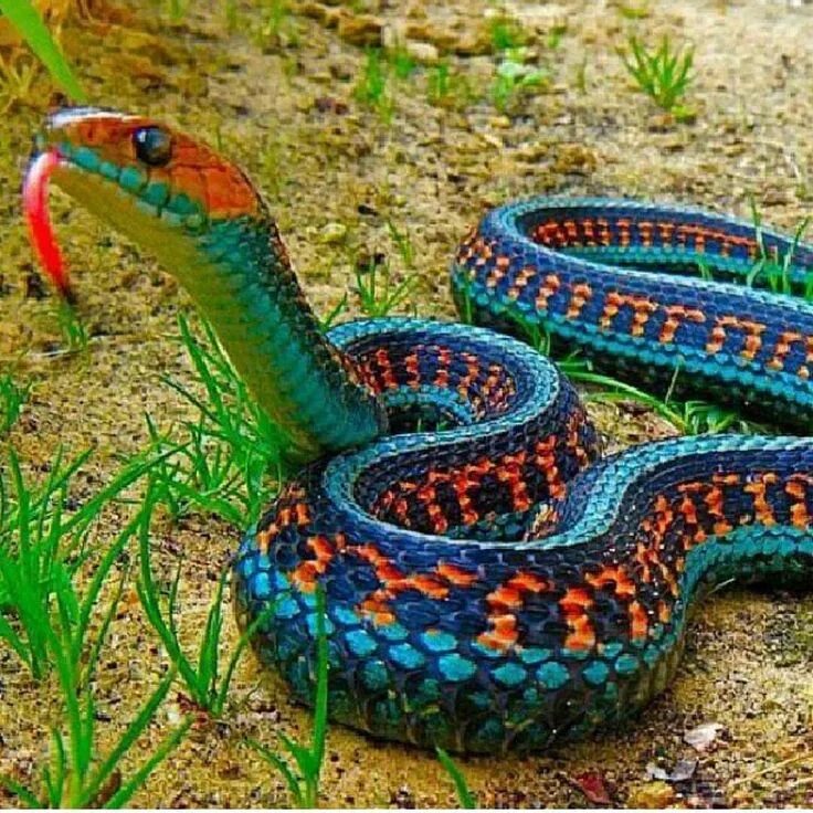 Красивые змеи фото 13 Beautiful and Colorful Small Snake Pets Colorful snakes, Beautiful snakes, Sn