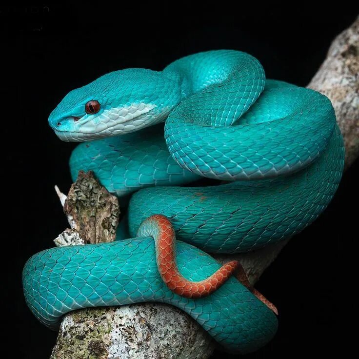 Красивые змеи фото Amazing creatures in the photos of Frank Deschandol Pit viper, Pet snake, Viper 