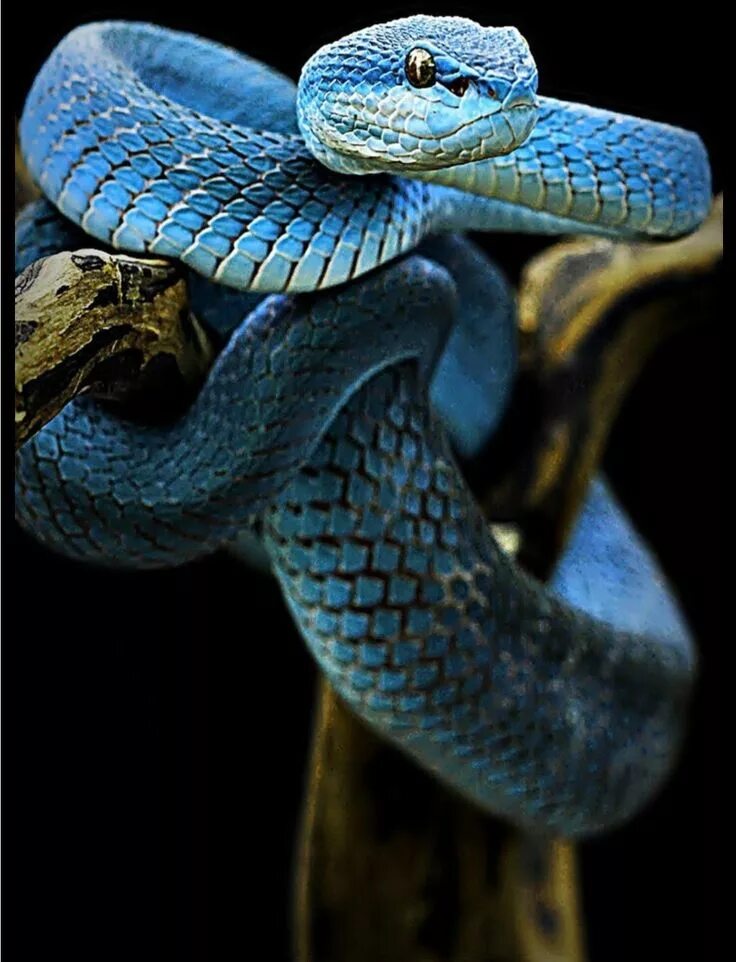 Красивые змеи фото Pin by alejandro samuel on Serpientes in 2022 Scary animals, Cute reptiles, Scar