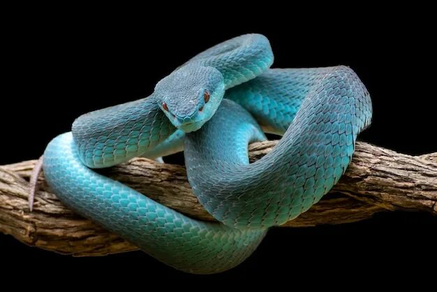 Красивые змеи фото Page 8 Cobra Snake Images - Free Download on Freepik
