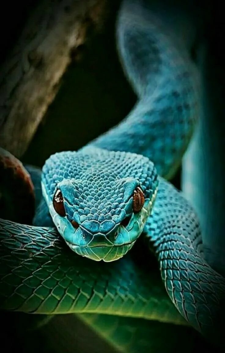 Красивые змеи фото Prabhat Pandey Snake wallpaper, Snake, Reptiles