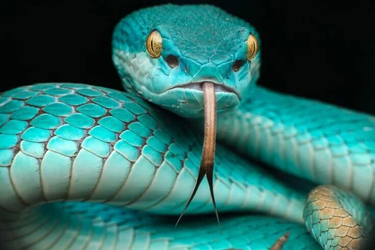 Красивые змеи фото 42 of World's Most Radiant Animals Rare animals, Snake wallpaper, Snake