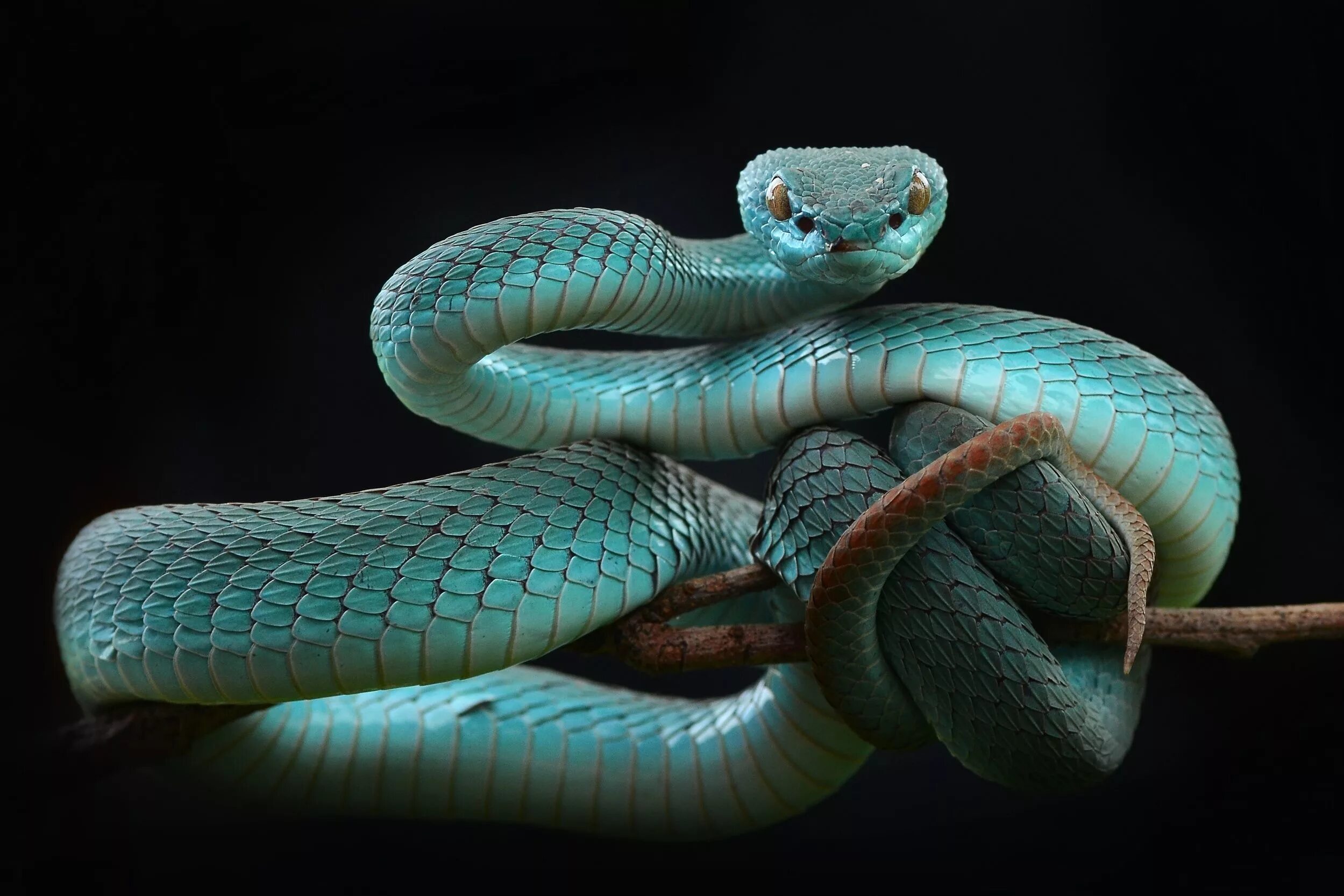 Красивые змеи фото jade (by Wel Nofri) Черная мамба, Змея, Королевская кобра