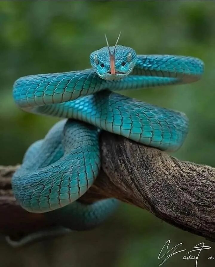 Красивые змеи фото Pin by Monique Willems on Amazing all kind of animals and nature Pit viper, Snak