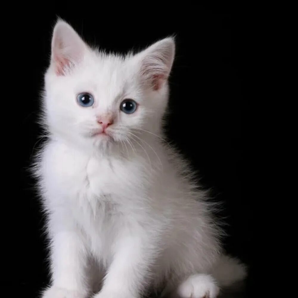 Красивый белый котенок фото dancing cats альбом Go Kitty Go Ttversion слушать онлайн бесплатно на Яндекс Муз