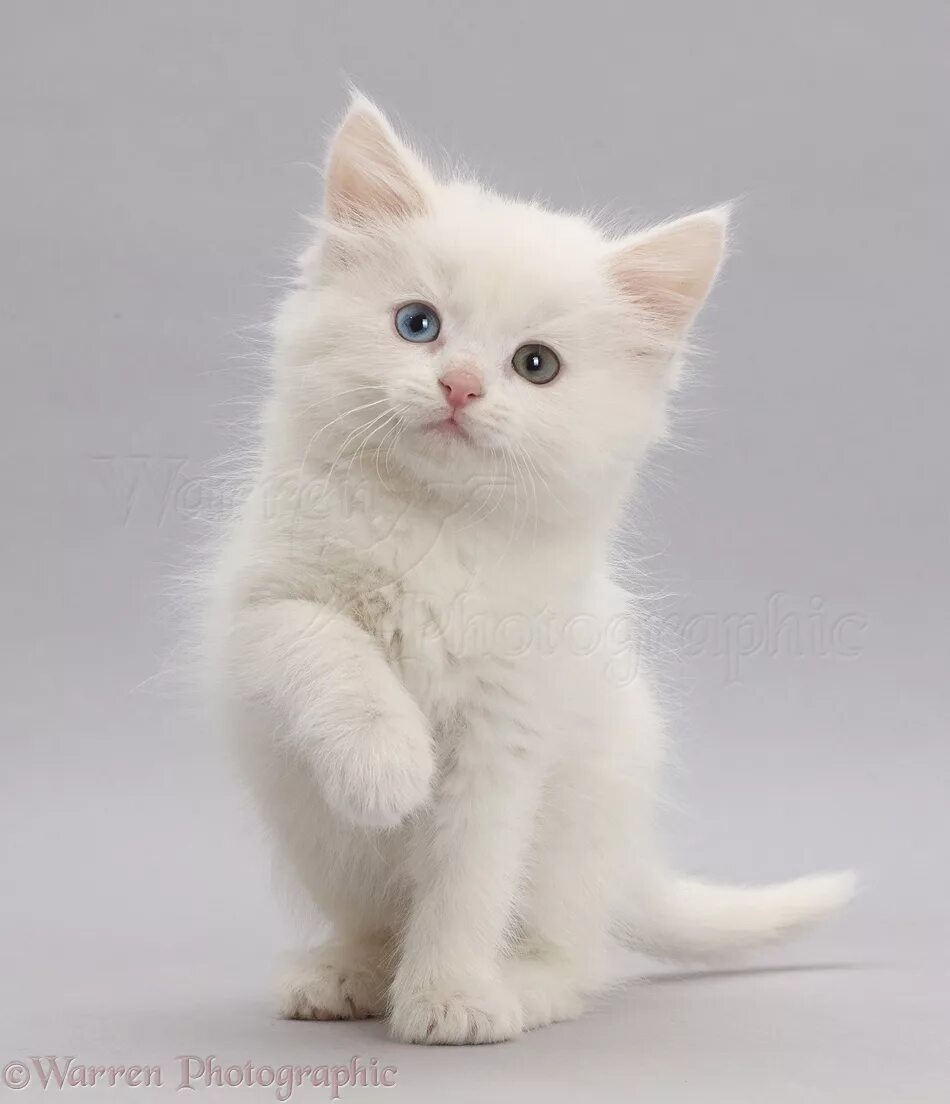 Красивый белый котенок фото Bone (Thistleheart) Warrior Cats OC Wiki Fandom