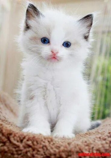 Красивый белый котенок фото Look Into My Eyes..You Will Get Me Tuna And Fancy Feast Cute cats HQ - Pictures 