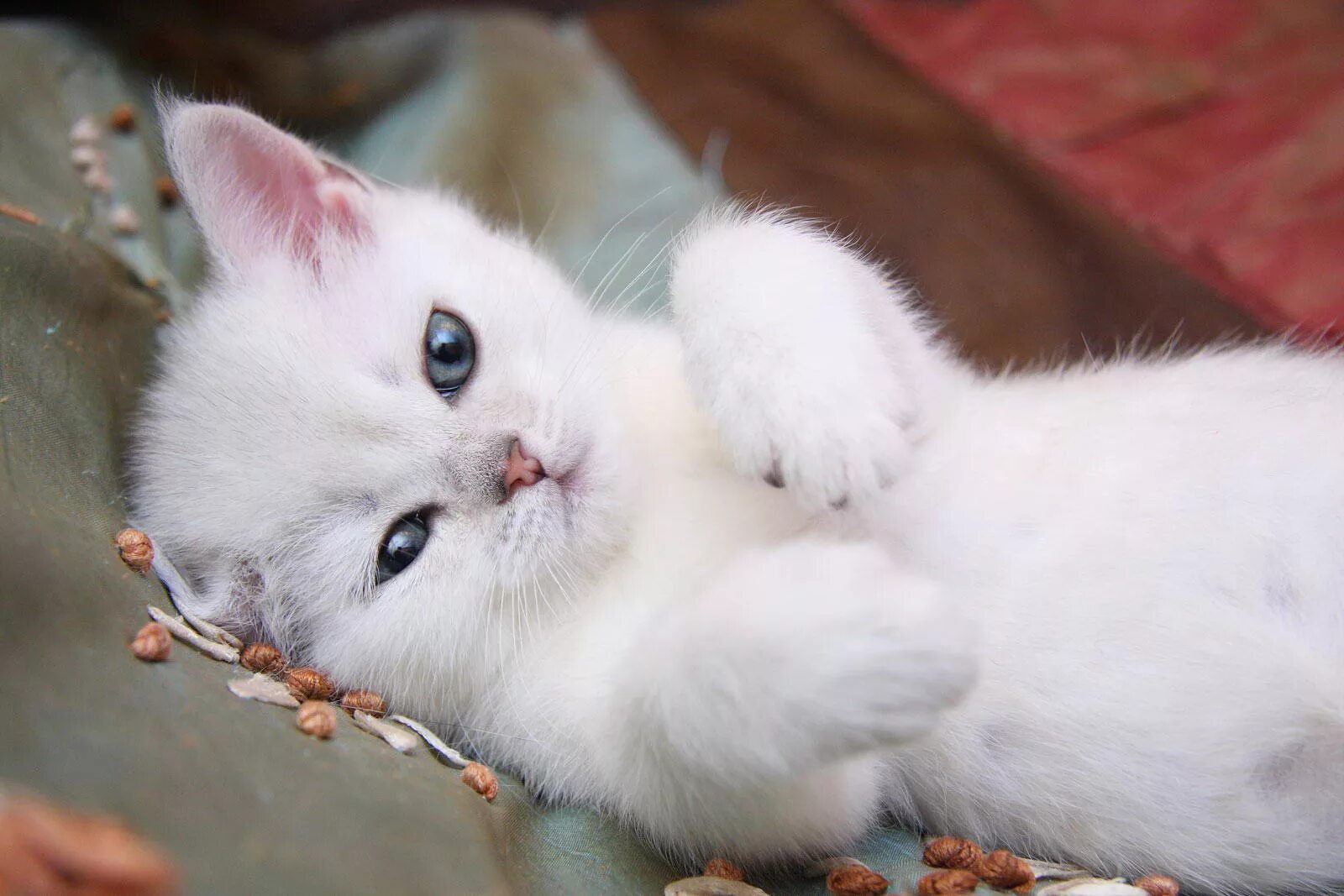 Красивый белый котенок фото Котенок мальчик британский короткошерстный (британец) черный серебристый затушев