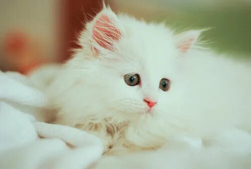 Красивый белый котенок фото I'd call him snowball Pretty cats, Kittens cutest, Animals beautiful