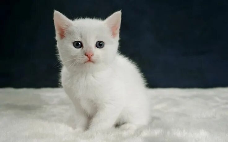 Красивый белый котенок фото Fond d’écran gratuit: Un petit chaton blanc qui fixe la caméra Chat duveteux, Pe