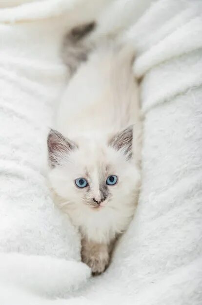 Красивый белый котенок фото Pink1unicorn Freepik
