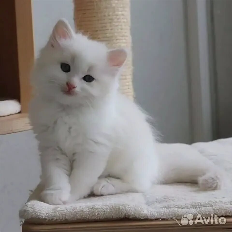 Красивый белый котенок фото Белый шотландский котенок купить в Брянске Животные и зоотовары Авито