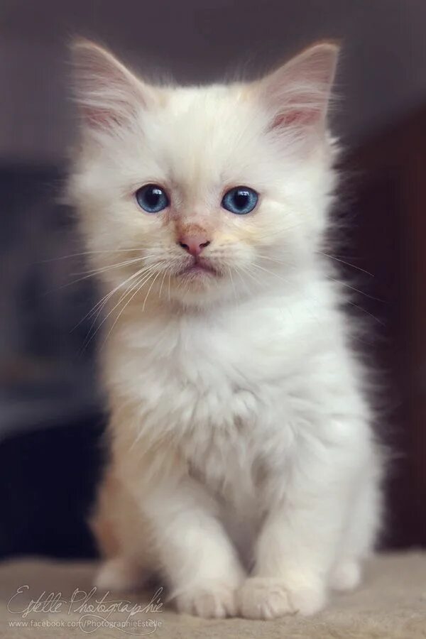 Красивый белый котенок фото White Kitten 4 by Estelle-Photographie on deviantART Yavru kediler, Kedi, Hayvan