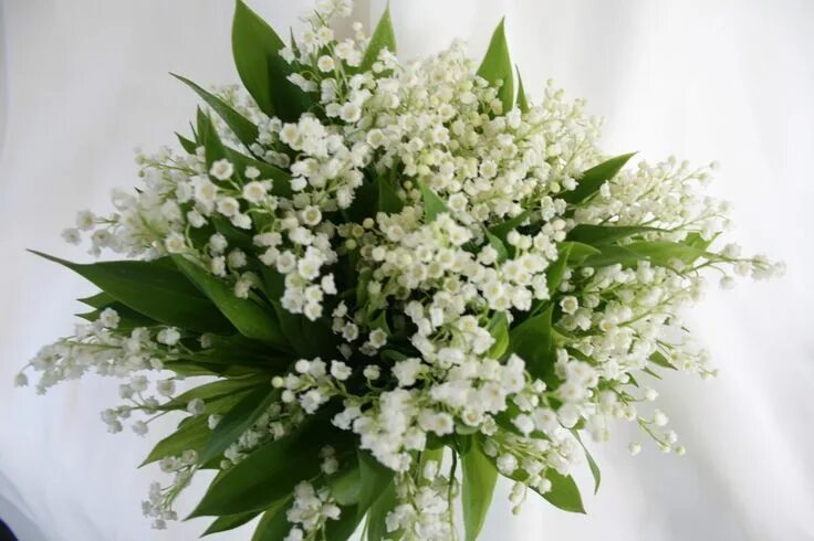 Красивый букет ландышей фото star gazer lilly with babies breath bridal bouquets FLORAL NEWS GA: OOOOOh Bab. 