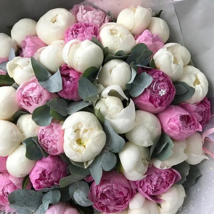 Красивый букет пионов фото Pin på special taste