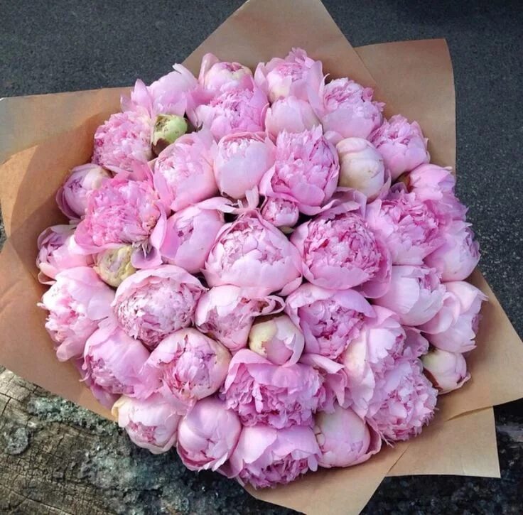 Красивый букет пионов фото Pin by Elina Dabola on Flowers Beautiful bouquet of flowers, Amazing flowers, Pe