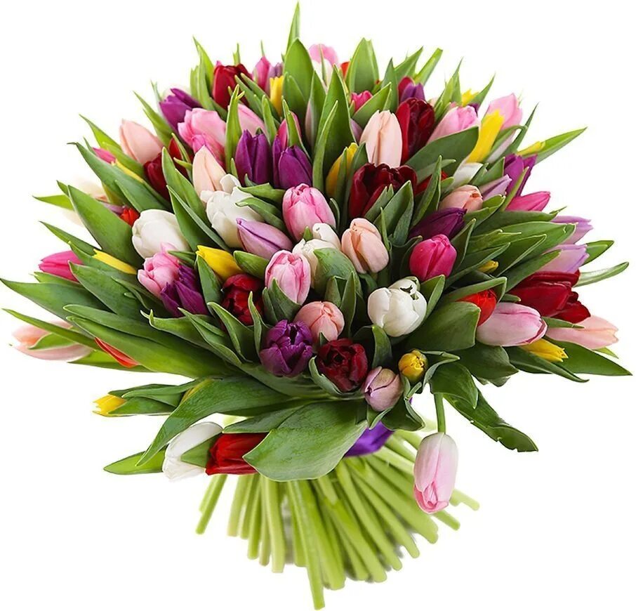 Красивый букет тюльпанов фото Тюльпан SFLORISTIC, цвет белый, 15 шт купить по выгодной цене в интернет-магазин