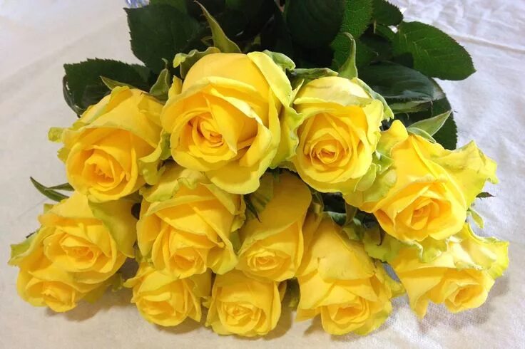 Красивый букет желтых роз фото Eufloria Roses Beautiful roses bouquet, Rose, Yellow roses