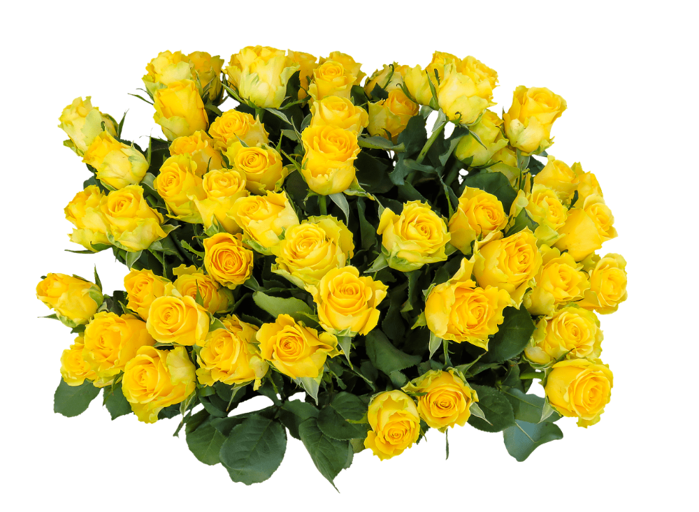 Красивый букет желтых роз фото bouquet rose transparent - Google Search Flower images free, Flower images, Yell